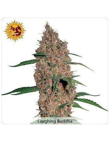 Laughing Buddha - Barney's Farm femminizzati Barney's Farm €27,00