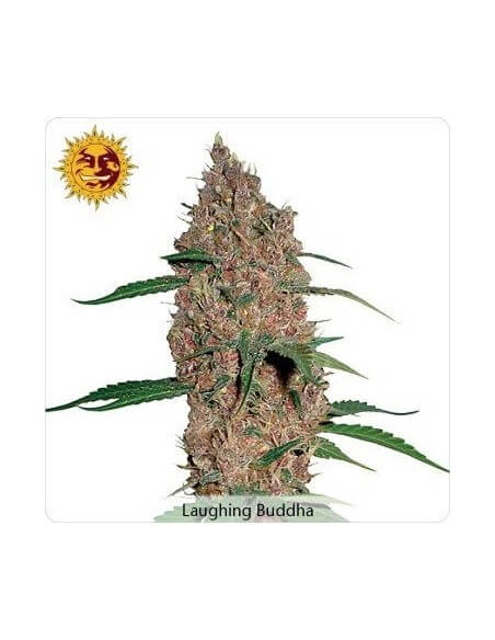Laughing Buddha - Barney's Farm femminizzati Barney's Farm €27,00