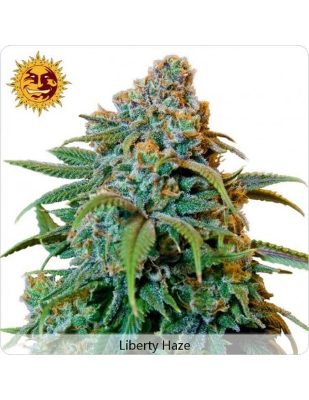 Liberty Haze - Barney's Farm femminizzati