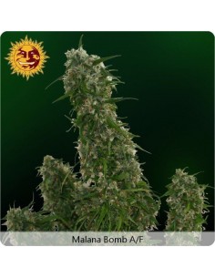 Malana Bomb Auto - Barney's Farm femminizzati Barney's Farm €22,00