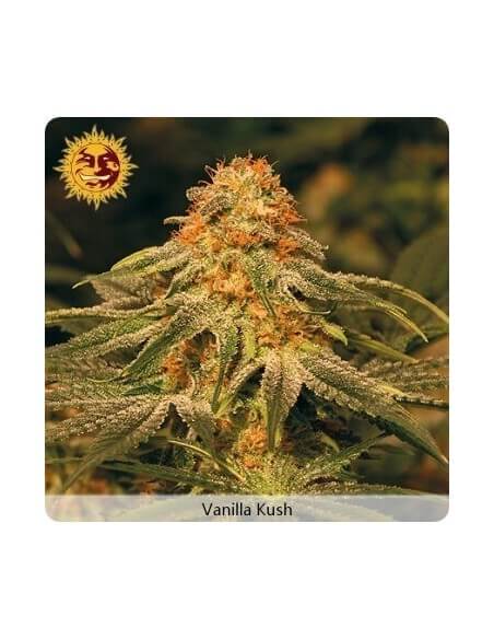 Vanilla Kush - Barney's Farm femminizzati Barney's Farm €25,00