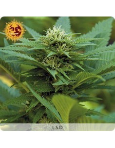 LSD - Barney's Farm femminizzati Barney's Farm €32,00 2