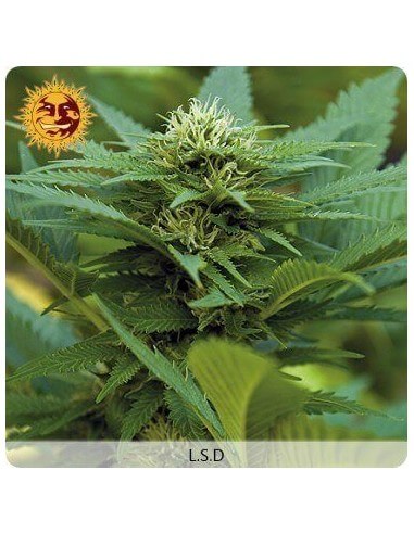 LSD - Barney's Farm femminizzati Barney's Farm €32,00