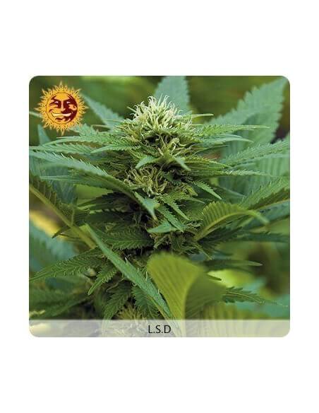 LSD - Barney's Farm femminizzati Barney's Farm €32,00