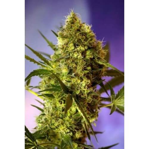 Big Devil Auto - Sweet Seeds femminizzati Sweet Seeds €22,90