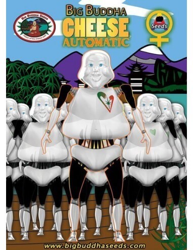 Cheese Auto - Big Buddha Seeds femminizzati Big Buddha Seeds €35,00