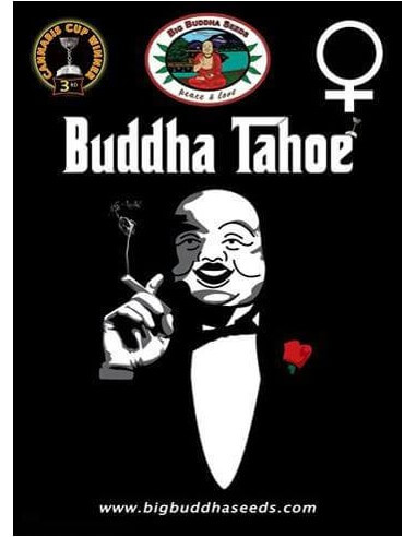Buddha Tahoe - Big Buddha Seeds femminizzati Big Buddha Seeds €35,00
