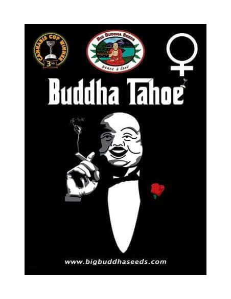 Buddha Tahoe - Big Buddha Seeds femminizzati Big Buddha Seeds €35,00