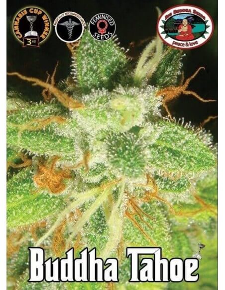 Buddha Tahoe - Big Buddha Seeds femminizzati Big Buddha Seeds €35,00