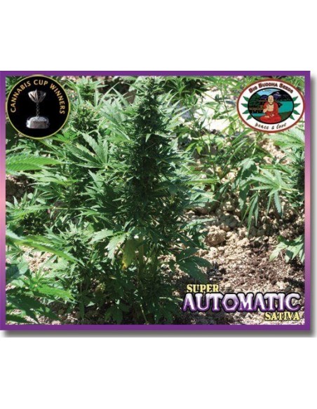 Super Automatic Sativa - Big Buddha Seeds femminizzati