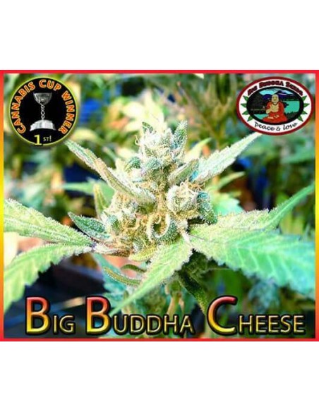 Big Buddha Cheese - Big Buddha Seeds femminizzati