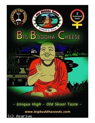 Big Buddha Cheese - Big Buddha Seeds femminizzati Big Buddha Seeds €35,00