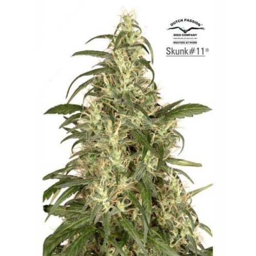 Skunk 11 - Dutch Passion femminizzati Dutch Passion €17,00