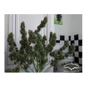 AutoWhite Widow - Dutch Passion femminizzati Dutch Passion €29,95 2