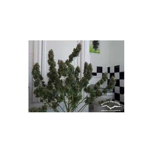 AutoWhite Widow - Dutch Passion femminizzati Dutch Passion €29,95