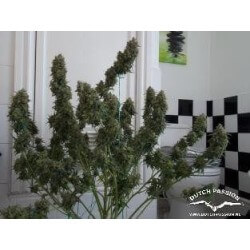AutoWhite Widow - Dutch Passion femminizzati Dutch Passion €29,95