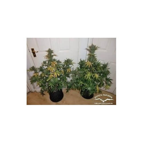 AutoWhite Widow - Dutch Passion femminizzati Dutch Passion €29,95