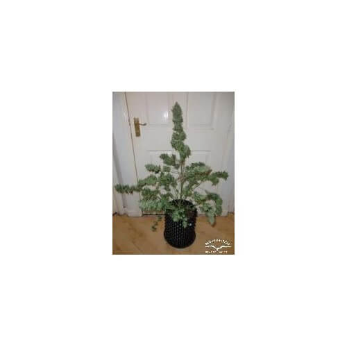 AutoWhite Widow - Dutch Passion femminizzati Dutch Passion €29,95