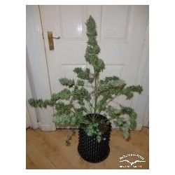 AutoWhite Widow - Dutch Passion femminizzati Dutch Passion €29,95