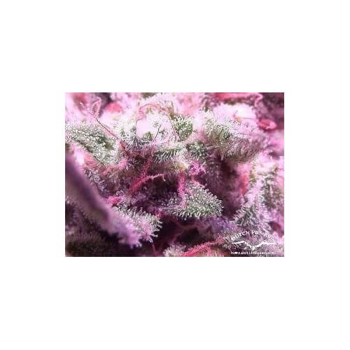 AutoWhite Widow - Dutch Passion femminizzati Dutch Passion €29,95