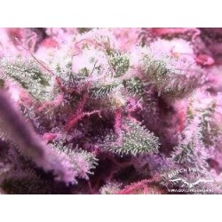 AutoWhite Widow - Dutch Passion femminizzati Dutch Passion €29,95