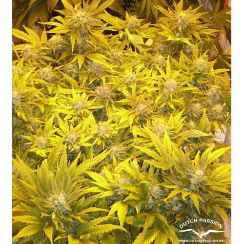 AutoWhite Widow - Dutch Passion femminizzati Dutch Passion €29,95