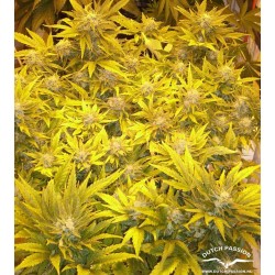 AutoWhite Widow - Dutch Passion femminizzati Dutch Passion €29,95