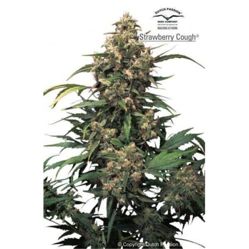 Strawberry Cough - Dutch Passion femminizzati Dutch Passion €27,00