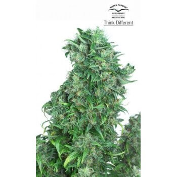 Think Different Auto - Dutch Passion femminizzati Dutch Passion €29,00