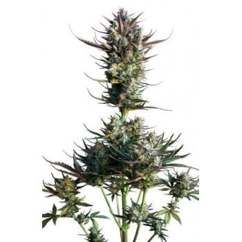 AutoBlueberry - Dutch Passion femminizzati Dutch Passion €29,95 2
