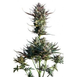 AutoBlueberry - Dutch Passion femminizzati Dutch Passion €29,95 AutoBlueberry - Dutch Passion femminizzati Dutch Passion €29,95