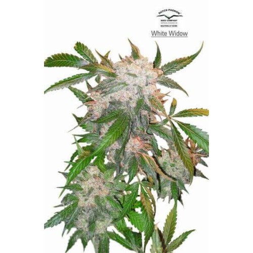 White Widow - Dutch Passion femminizzati Dutch Passion €33,00