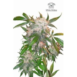White Widow - Dutch Passion femminizzati Dutch Passion €33,00