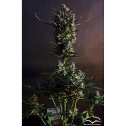 AutoBlueberry - Dutch Passion femminizzati Dutch Passion €29,95 AutoBlueberry - Dutch Passion femminizzati Dutch Passion €29,95