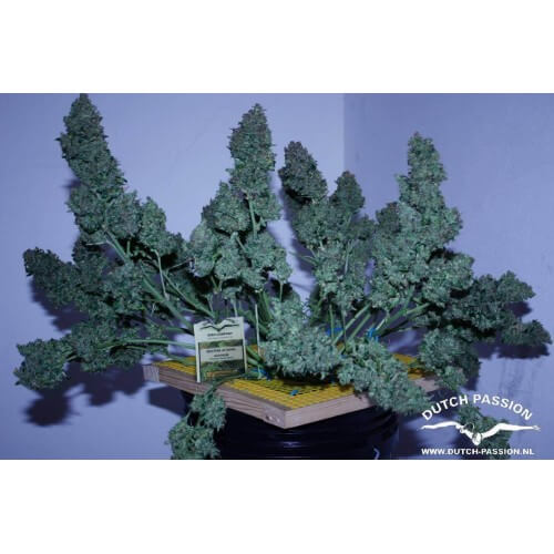 AutoBlueberry - Dutch Passion femminizzati Dutch Passion €29,95