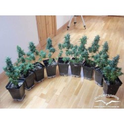 AutoBlueberry - Dutch Passion femminizzati Dutch Passion €29,95 AutoBlueberry - Dutch Passion femminizzati Dutch Passion €29,95