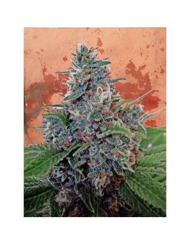 Auto Blue Amnesia - Ministry of Cannabis femminizzati Ministry of Cannabis €42,00