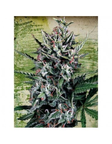 Auto Silver Bullet - Ministry of Cannabis femminizzati Ministry of Cannabis €42,00