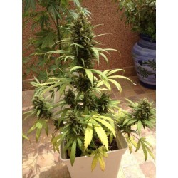 AutoBlueberry - Dutch Passion femminizzati Dutch Passion €29,95 AutoBlueberry - Dutch Passion femminizzati Dutch Passion €29,95