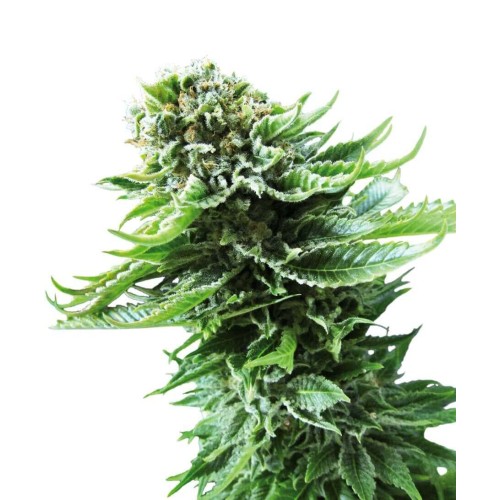 Northern Lights Automatic - Sensi Seeds femminizzati Sensi Seeds €23,00