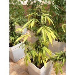 AutoBlueberry - Dutch Passion femminizzati Dutch Passion €29,95 AutoBlueberry - Dutch Passion femminizzati Dutch Passion €29,95