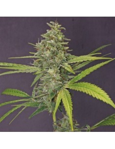 G13 Haze - Barney's Farm femminizzati Barney's Farm €30,00 2