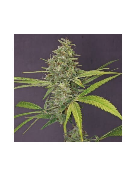 G13 Haze - Barney's Farm femminizzati Barney's Farm €30,00