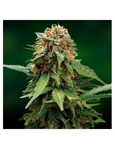 Tangerine Dream - Barney's Farm femminizzati Barney's Farm €30,00