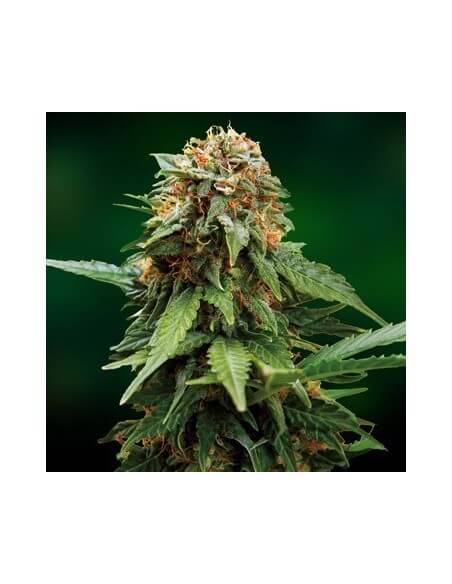 Tangerine Dream - Barney's Farm femminizzati Barney's Farm €30,00 Tangerine Dream - Barney's Farm femminizzati Barney's Farm €30,00