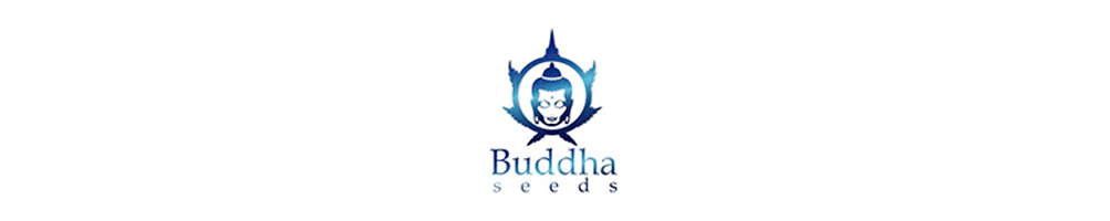 Semi di cannabis Buddha Seeds
