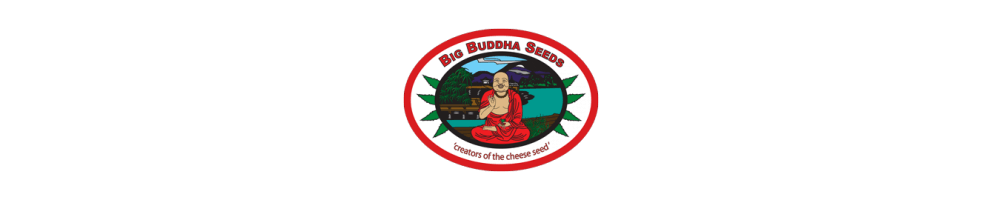 Semi di marijuana Big Buddha Seeds